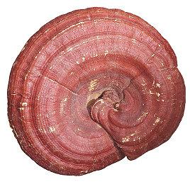 类恶魔城新作《流放领主》现已正式上市